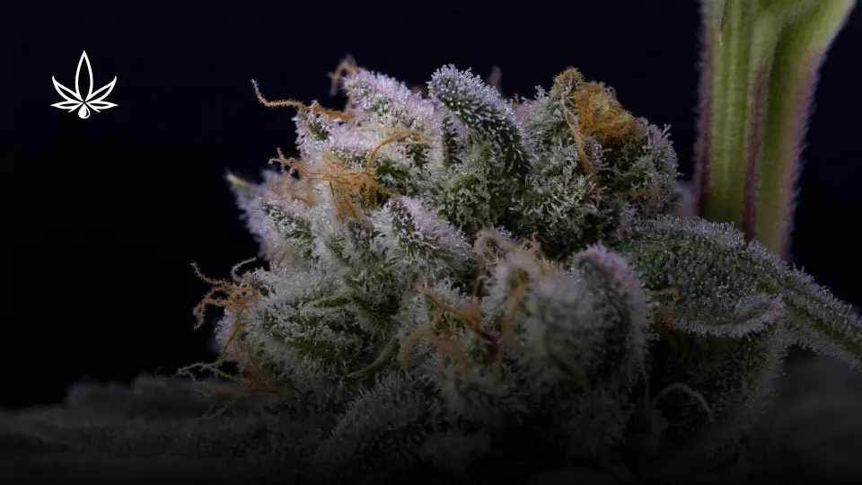 resinas de cbd en la flor de cáñamo