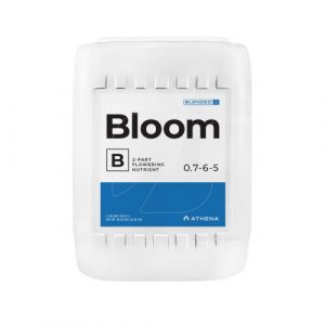 bloomb5 editada